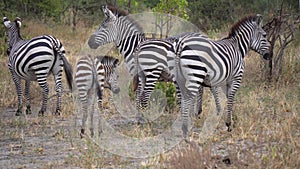 Plains Zebra Herd Close Up. Animal Eating Grass, Safari in African Savannah