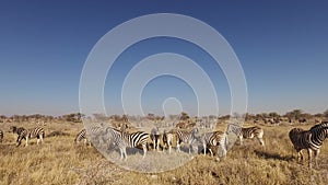 Plains zebra herd - Etosha