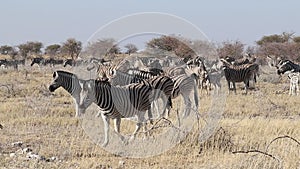 Plains zebra herd - Etosha
