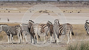 Plains zebra herd - Etosha