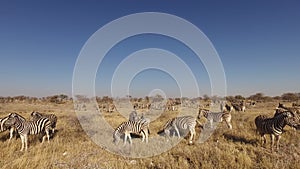 Plains zebra herd - Etosha