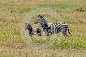 A Plains Zebra and its newborn foal