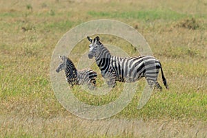 A Plains Zebra and its newborn foal