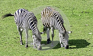 Plains zebra known as the common or maneless zebra, equus quagga borensis or equus burchellii - Kenya
