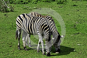 Plains zebra known as the common or maneless zebra, equus quagga borensis or equus burchellii - Kenya