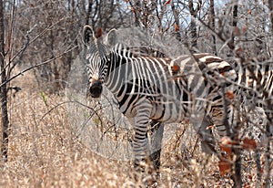 Plains zebra in Kruger national park,