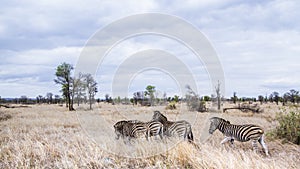 Plains zebra in Kruger National park