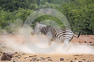 Plains zebra in Kruger National park, South Africa