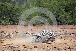 Plains zebra in Kruger National park, South Africa