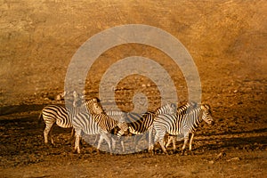 Plains zebra in Kruger National park, South Africa