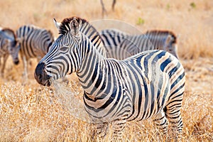 Plains Zebra at Kruger national park, South Africa