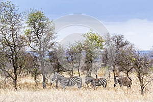 Plains zebra in Kruger National park photo