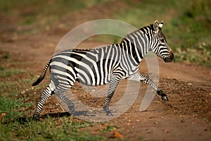 Plains zebra lifts hoof crossing over track