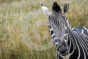 Plains zebra looking to camera, photographed at Port Lympne Safari Park, Ashford, Kent UK.
