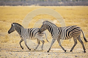 Plains Zebra Mare and Foal Trot