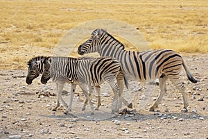Plains Zebra Mare and Two Foals