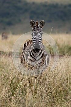 Plains Zebra in the Masai Mara, Kenya, Africa