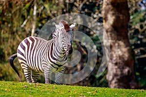 Plains Zebra on Meadow