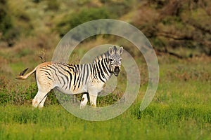 Plains zebra in natural habitat