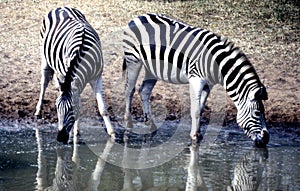 Plains Zebra pair at Mkhuze Game Reserve waterhole plateau in the Mt. Zebra National Park.