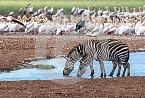 A Plains zebra pair at a waterhole in Lake Manyara