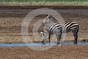 A Plains zebra pair at a waterhole in Lake Manyara