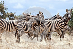The plains zebra playing in Tsavo national park. photo