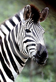 Plains Zebra portrait at Hluhluwe-Umfolozi Game Reserve