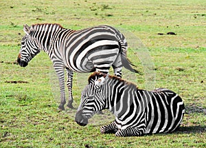 A Plains Zebra Rests as the Other Keeps Watch.