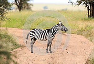 A Plains Zebra on the road on an African safari