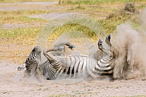 Plains zebra rolling in dust