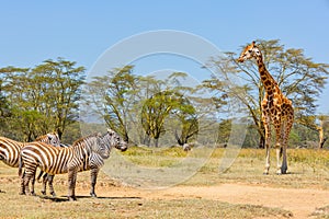 Plains Zebra and Rothschild Giraffe, Lake Nakuru, Kenya