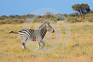 A plains zebra running in grassland, South Africa photo