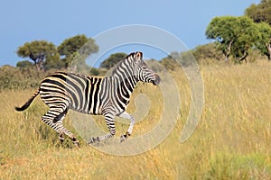 Plains zebra running in grassland - South Africa