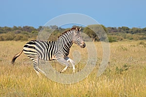 Plains zebra running in grassland, South Africa