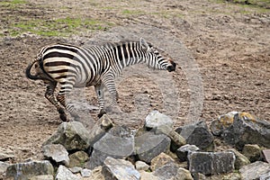 Plains zebra