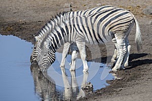 Plains Zebra\'s drinking at river bank with reflection