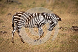 Plains zebra on savannah with lowered head