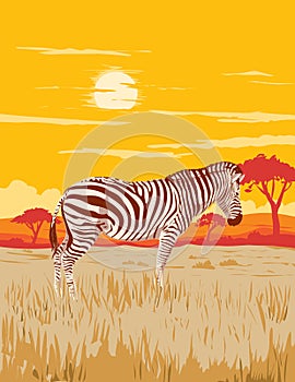 Plains Zebra in Serengeti National Park Northern Tanzania Africa Art Deco WPA Poster Art