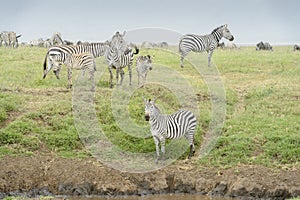 Plains Zebra small herd in Ngorongoro crater photo