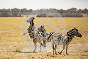 Plains Zebra Stallion Standing on Back legs, Dominance