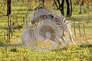 Plains zebra stallions fighting - South Africa