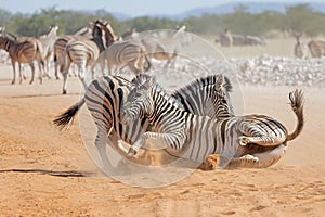 Plains zebra stallions fighting - Etosha