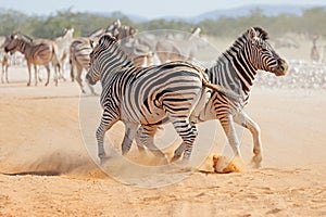 Plains zebra stallions fighting - Etosha