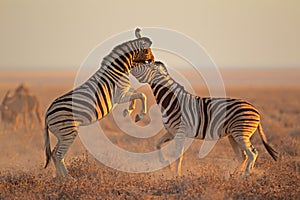 Two plains zebra stallions fighting, Etosha National Park, Namibia