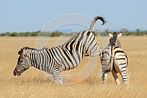 Plains zebra stallions fighting - Etosha