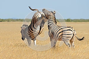 Plains zebra stallions fighting - Etosha