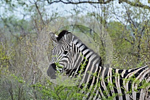 Plains Zebra standing in thick bush