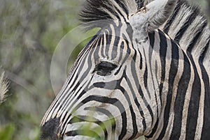 Plains Zebra standing in thick bush