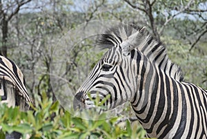 Plains Zebra standing in thick bush